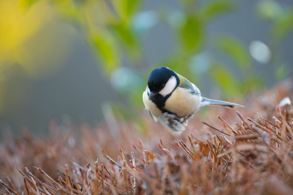 草木の上で飛び跳ねるシジュウカラ