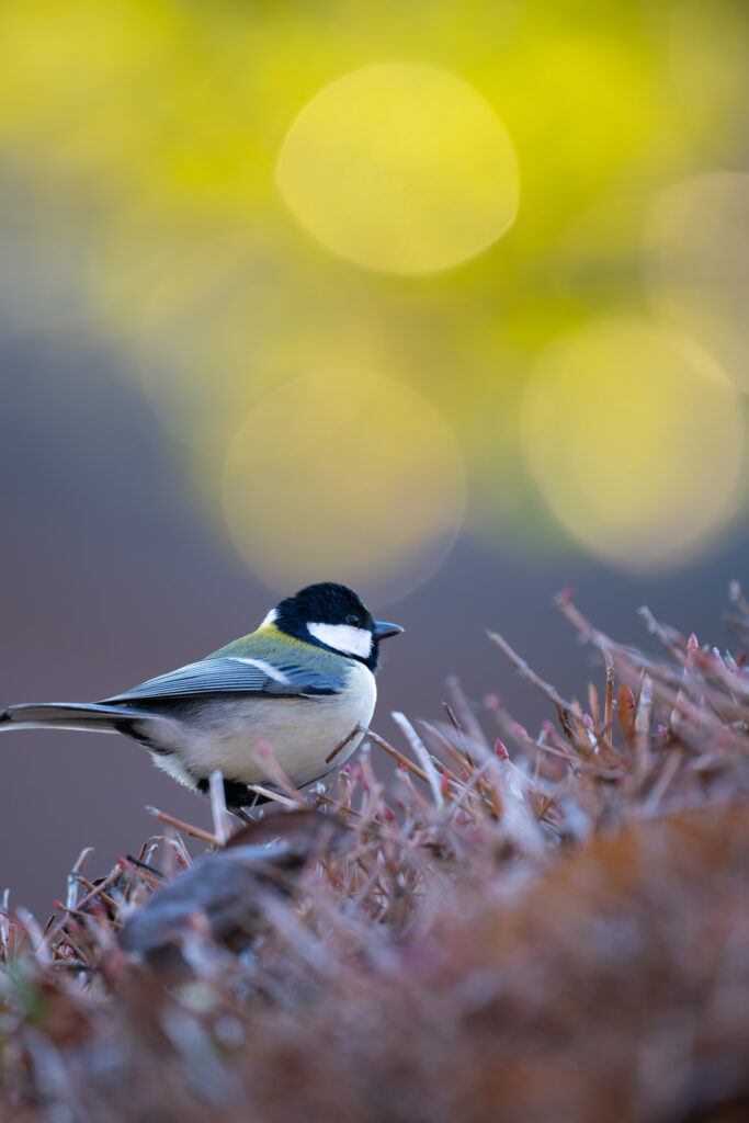 草木の上のシジュウカラ