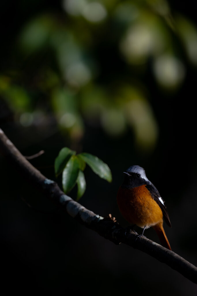 枝にとまるジョウビタキ