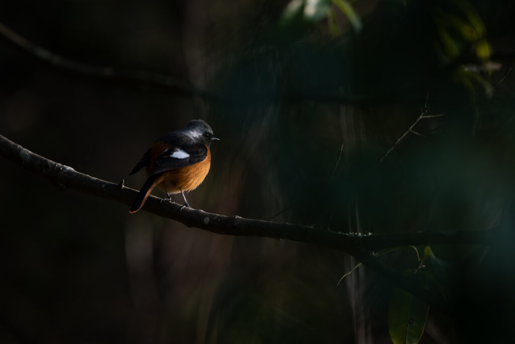 枝にとまるジョウビタキ