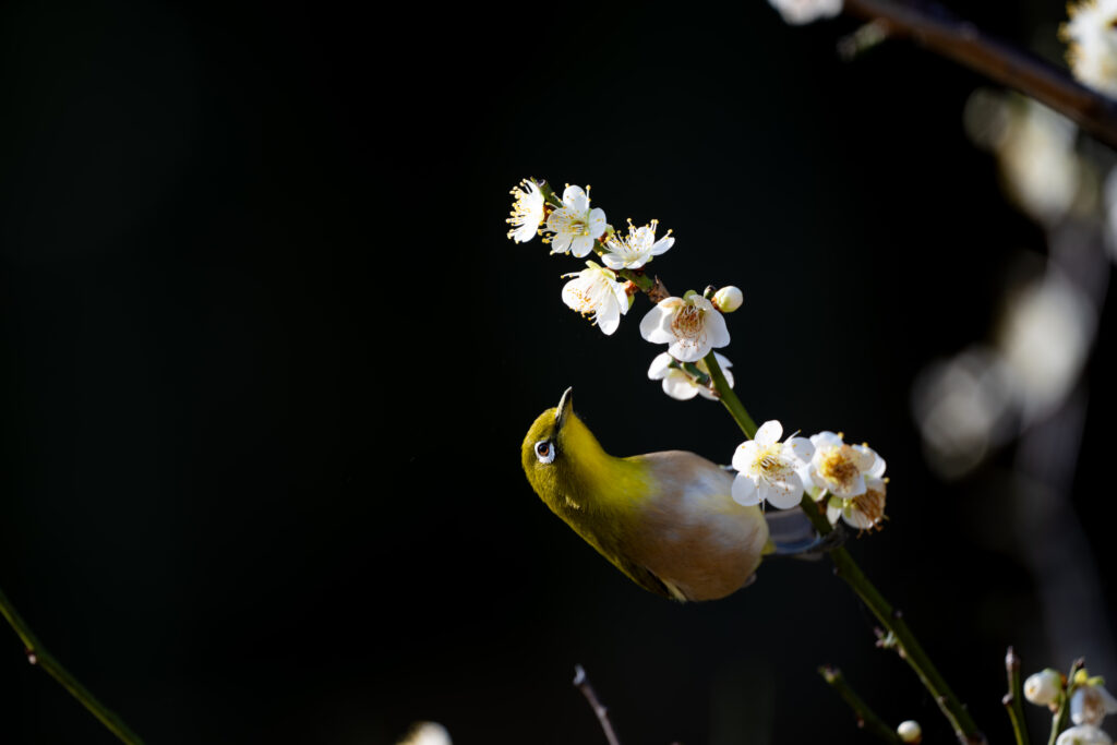 梅とメジロ