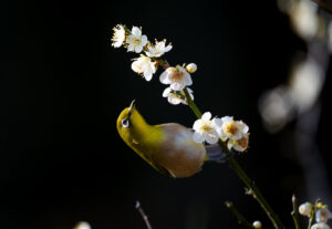 梅とメジロ
