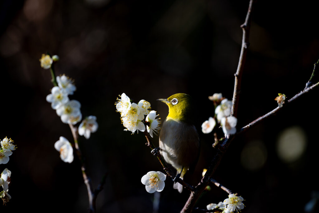 梅とメジロ
