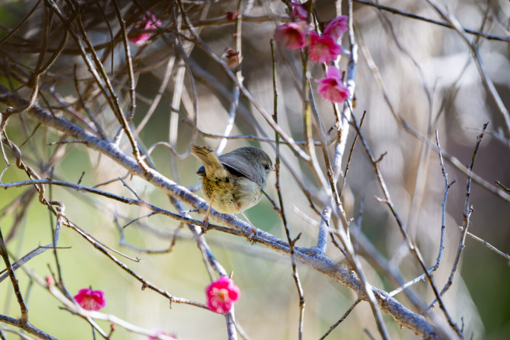 梅の木にとまるウグイス