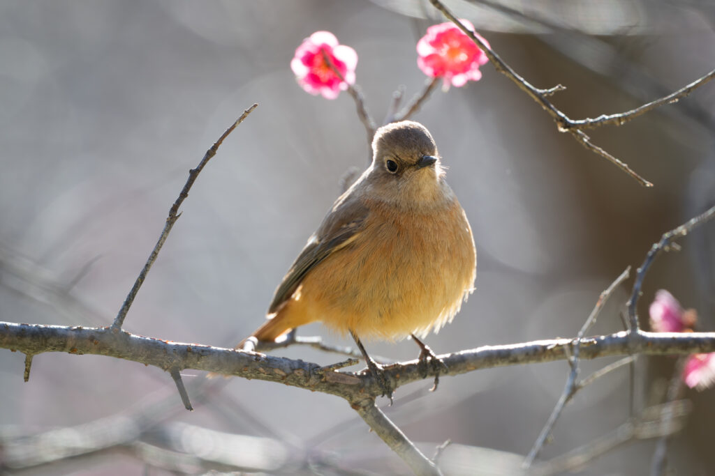 梅の木にとまるジョウビタキ
