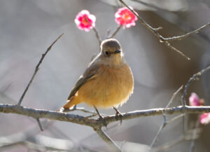 梅の木にとまるジョウビタキ