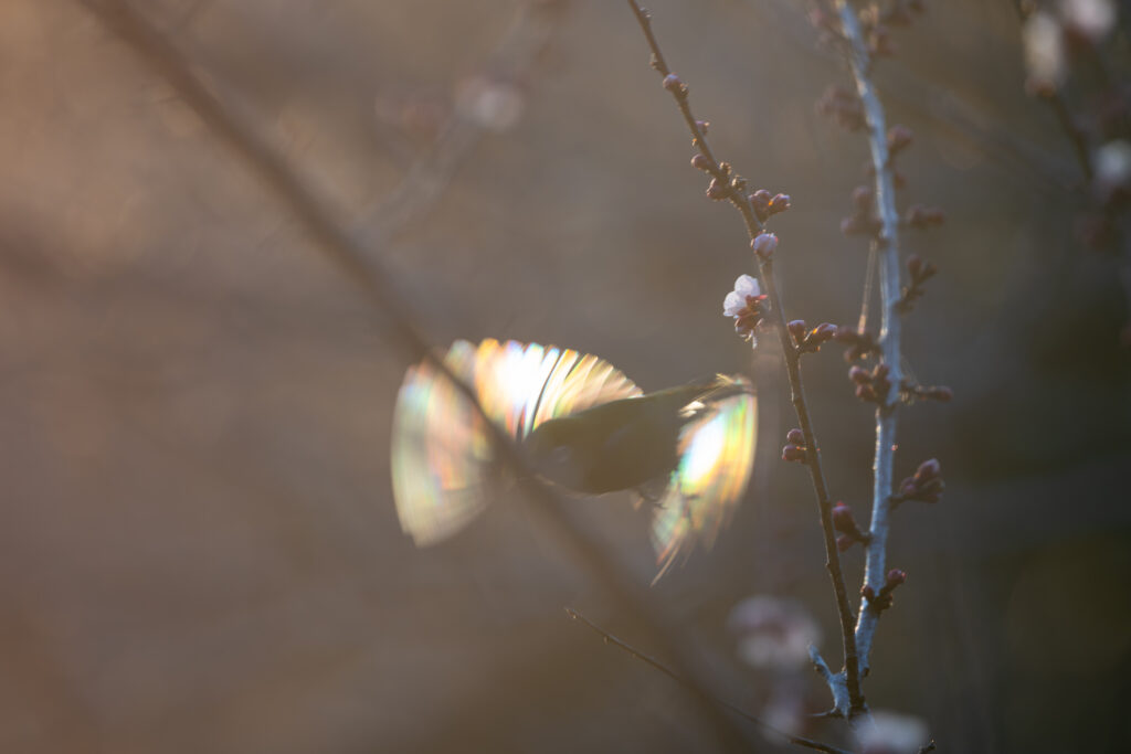 羽が虹色に反射するメジロ