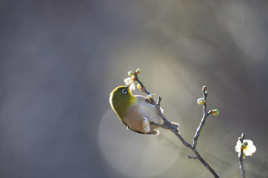 梅の花の蜜を吸うメジロ