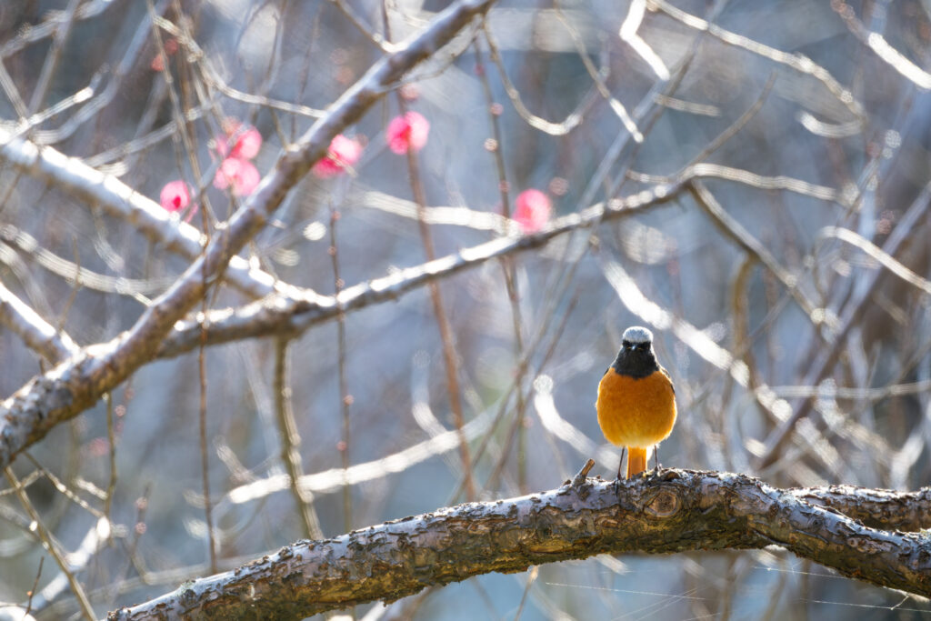 梅の木にとまるジョウビタキ