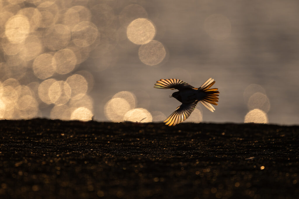 羽ばたくハクセキレイ