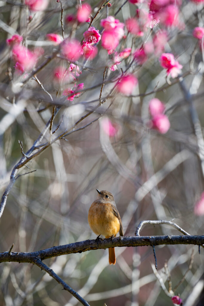 梅の木にとまるジョウビタキ