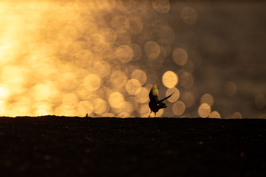 羽が虹色に反射するハクセキレイ