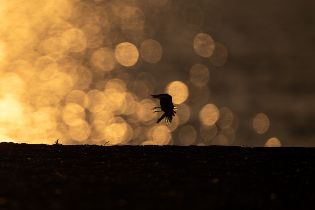 尾羽が虹色に反射するハクセキレイ