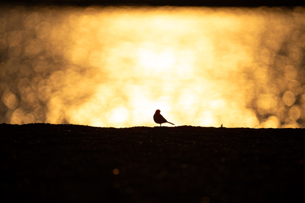 夕方のハクセキレイ