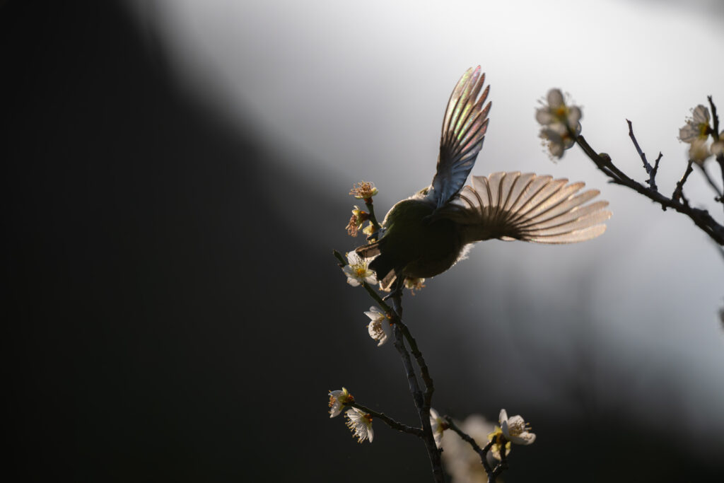 羽が虹色に反射するメジロ