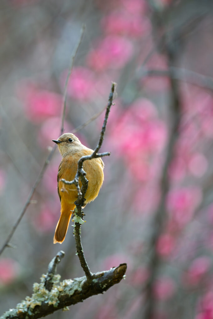 梅の木にとまるジョウビタキ