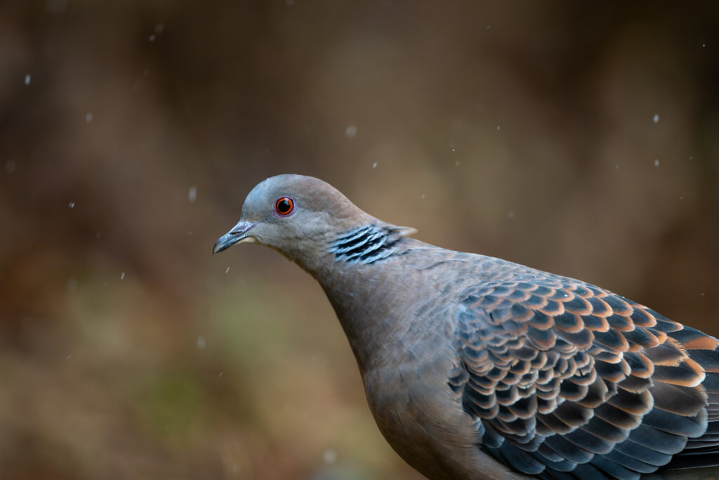 雪の中を歩くキジバト