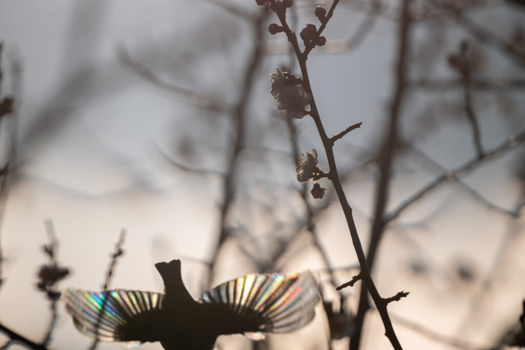 羽が虹色に反射するメジロ