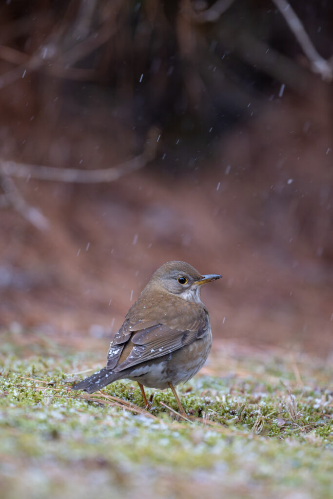 雪の中のシロハラ