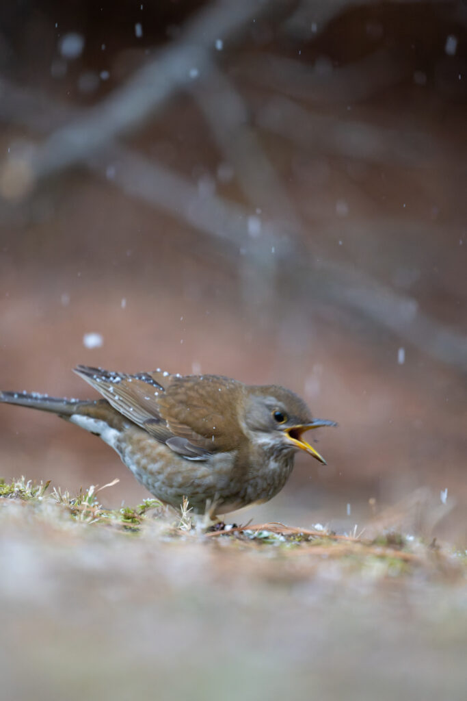 雪の中のシロハラ