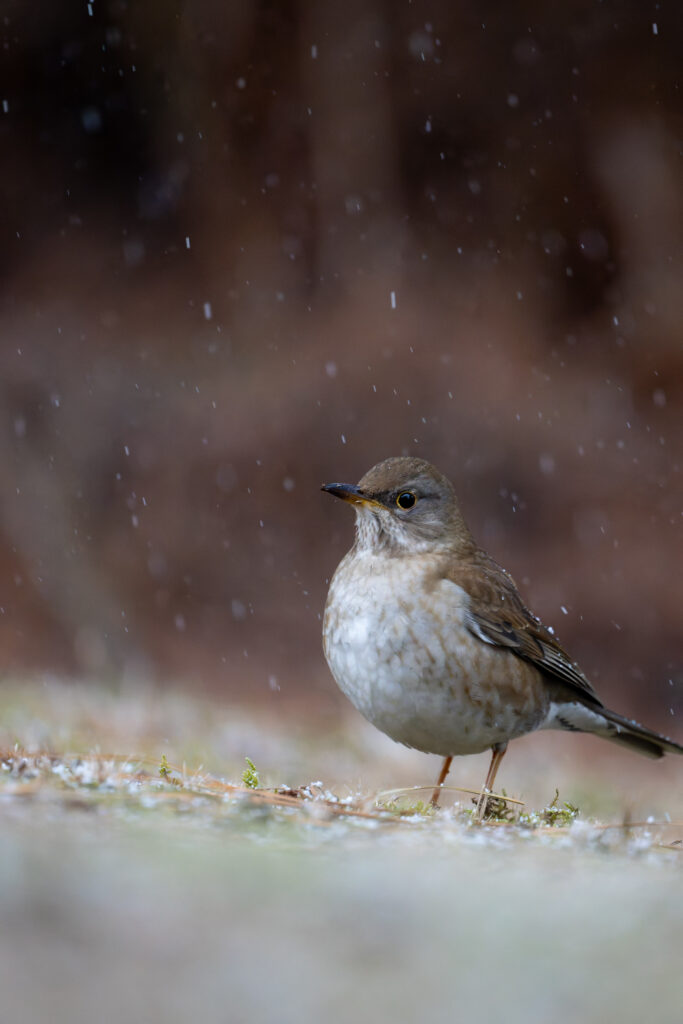 雪の中のシロハラ