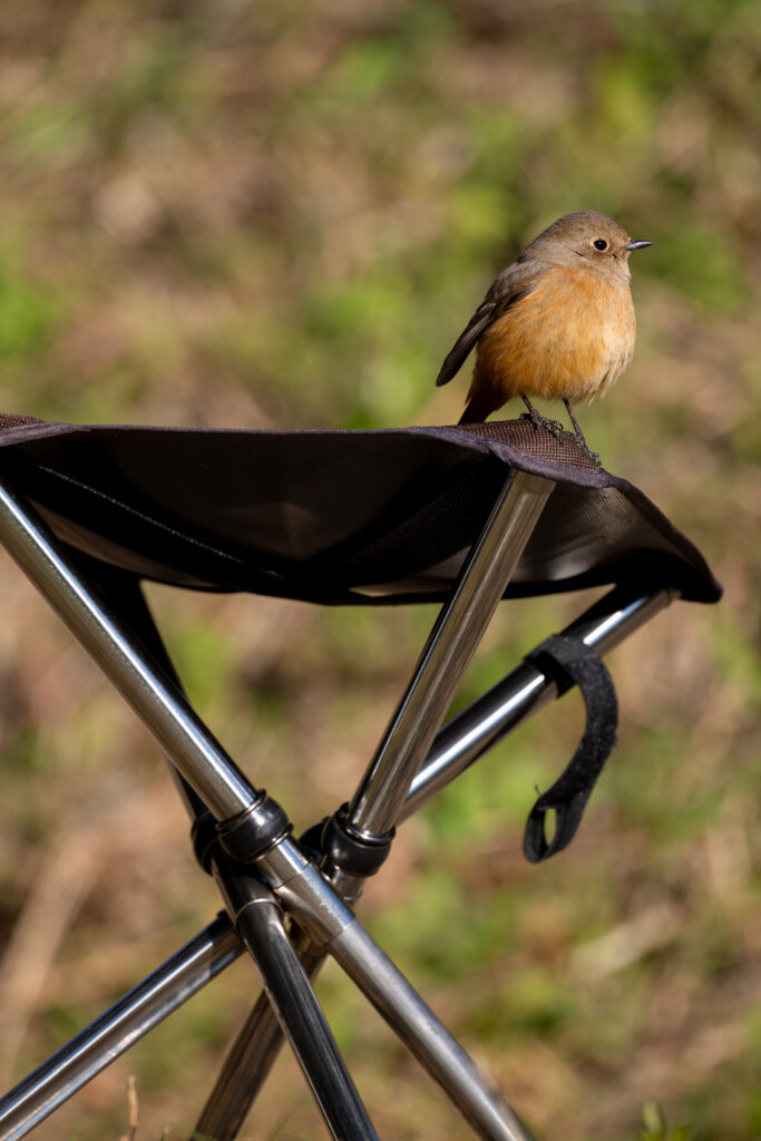 折りたたみ椅子の上のジョウビタキ