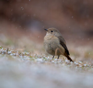 雪の中のジョウビタキ