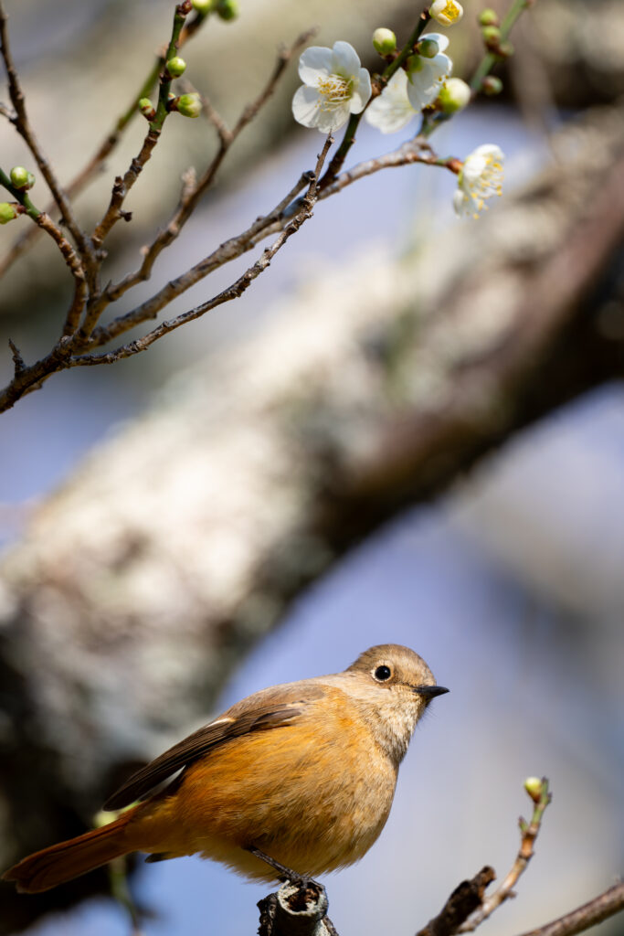 梅の木にとまるジョウビタキ