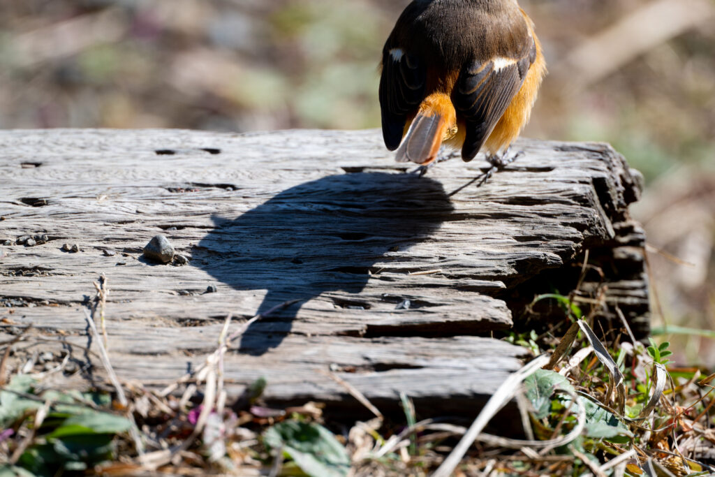 ジョウビタキの影