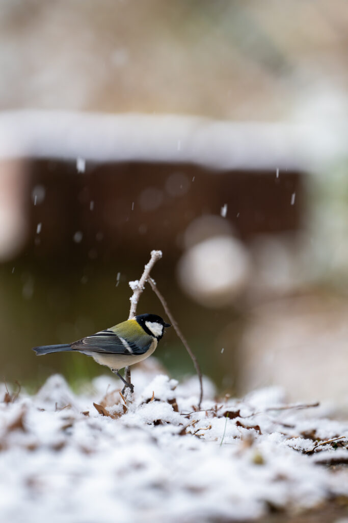雪の中のシジュウカラ