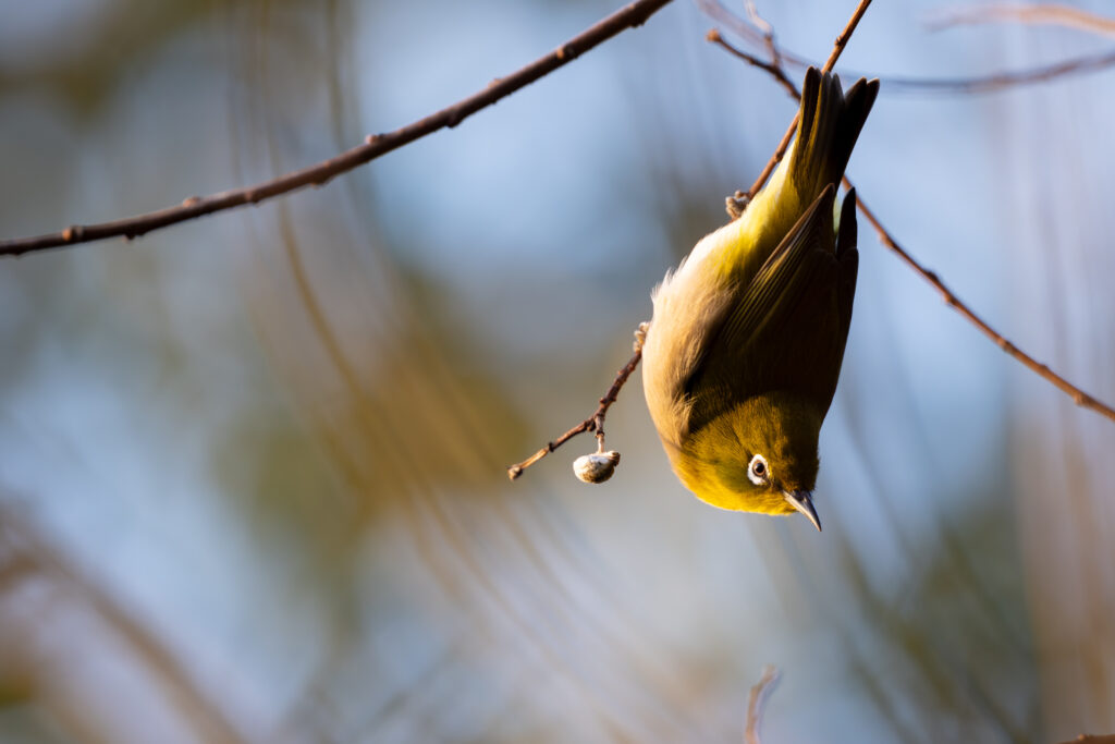 枝にとまるメジロ