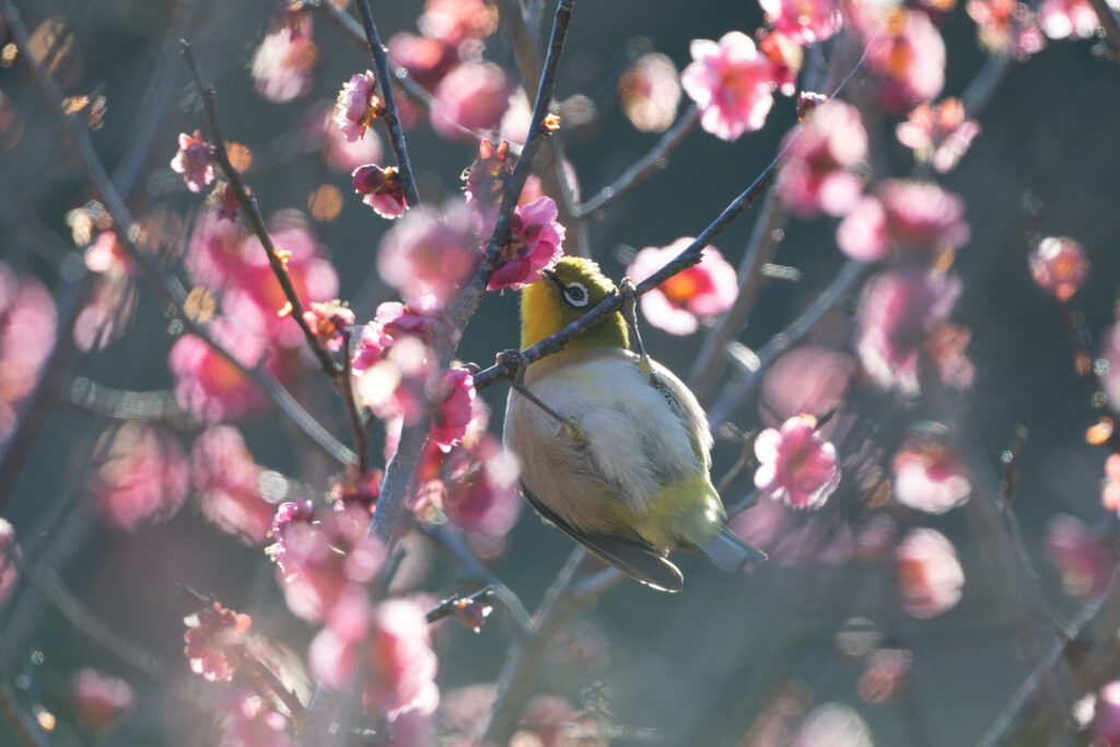 梅の花の蜜を吸うメジロ
