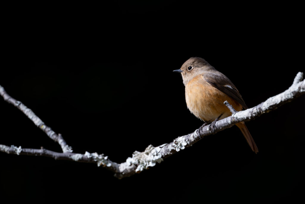 枝にとまるジョウビタキ
