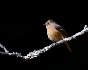 枝にとまるジョウビタキ