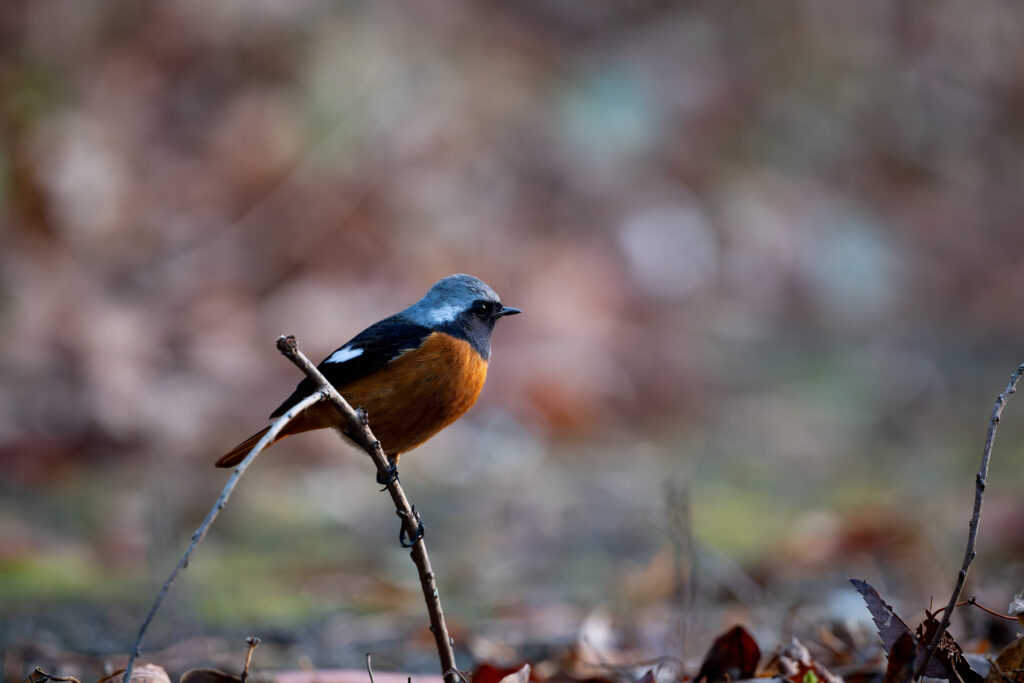 枝にとまるジョウビタキ