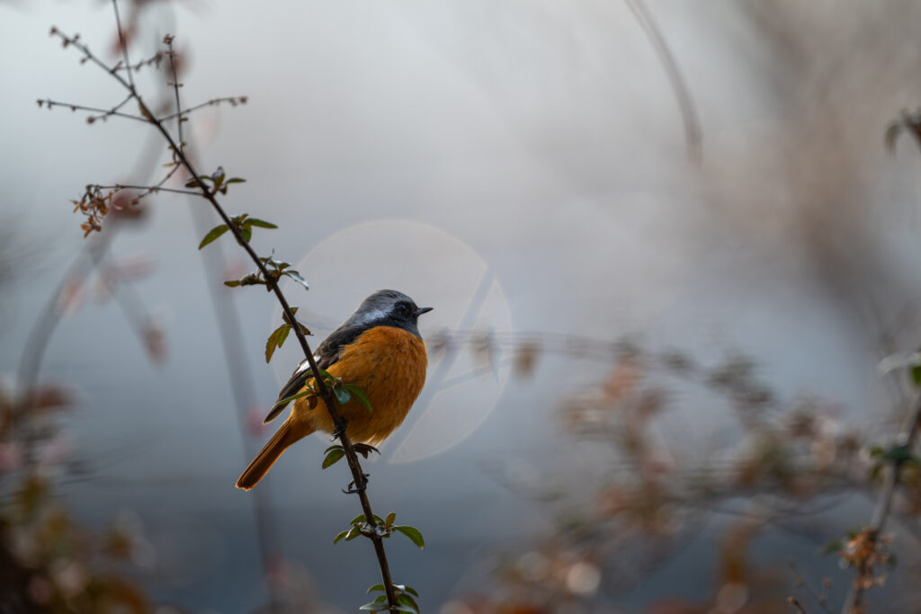 枝にとまるジョウビタキ