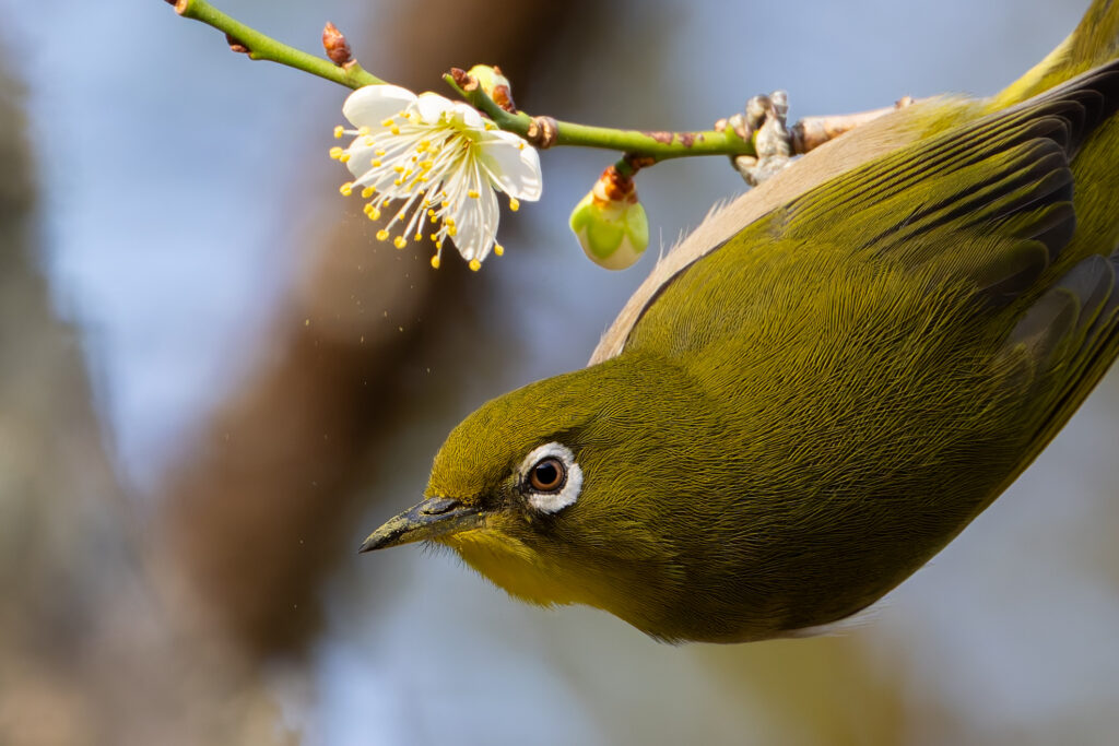 梅の花の蜜を吸うメジロ