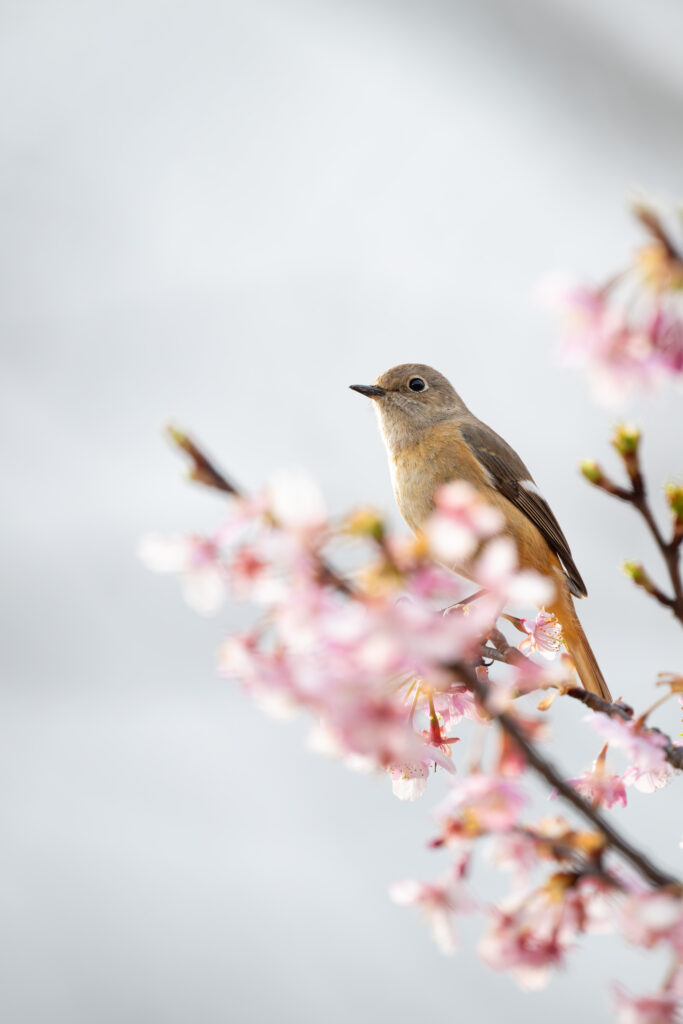 桜とジョウビタキ