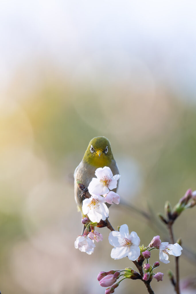 桜とメジロ