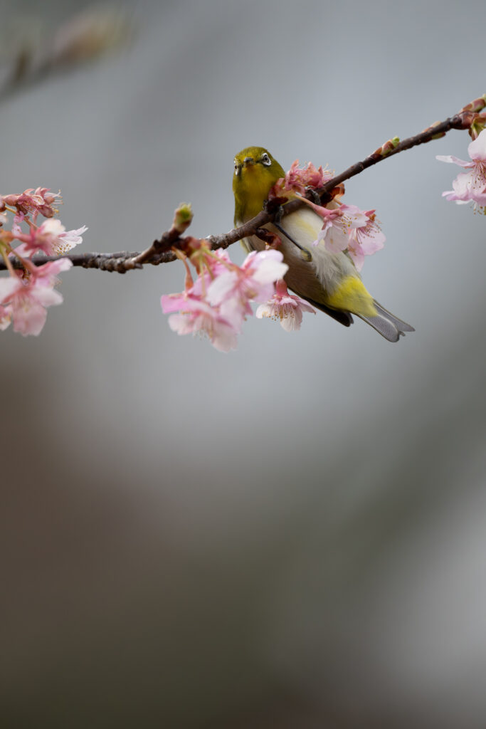 桜の木とメジロ