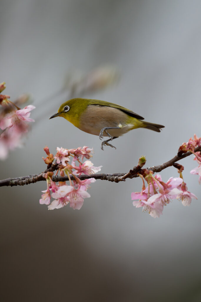 桜の木とメジロ