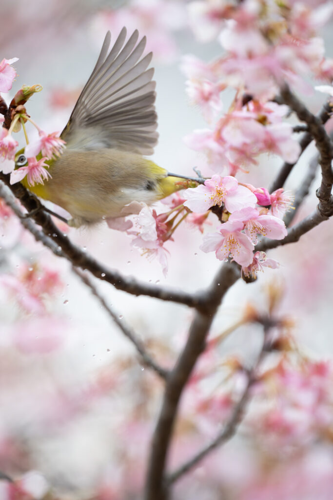 桜の木で羽ばたくメジロ