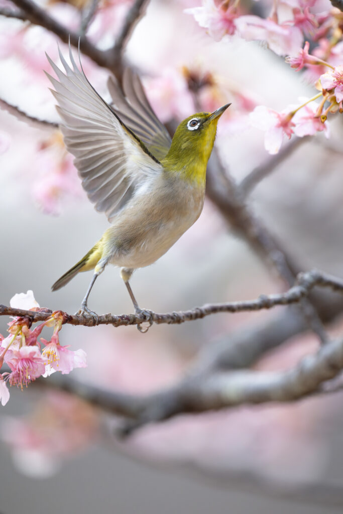 桜の木で羽ばたくメジロ