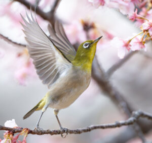 桜の木で羽ばたくメジロ