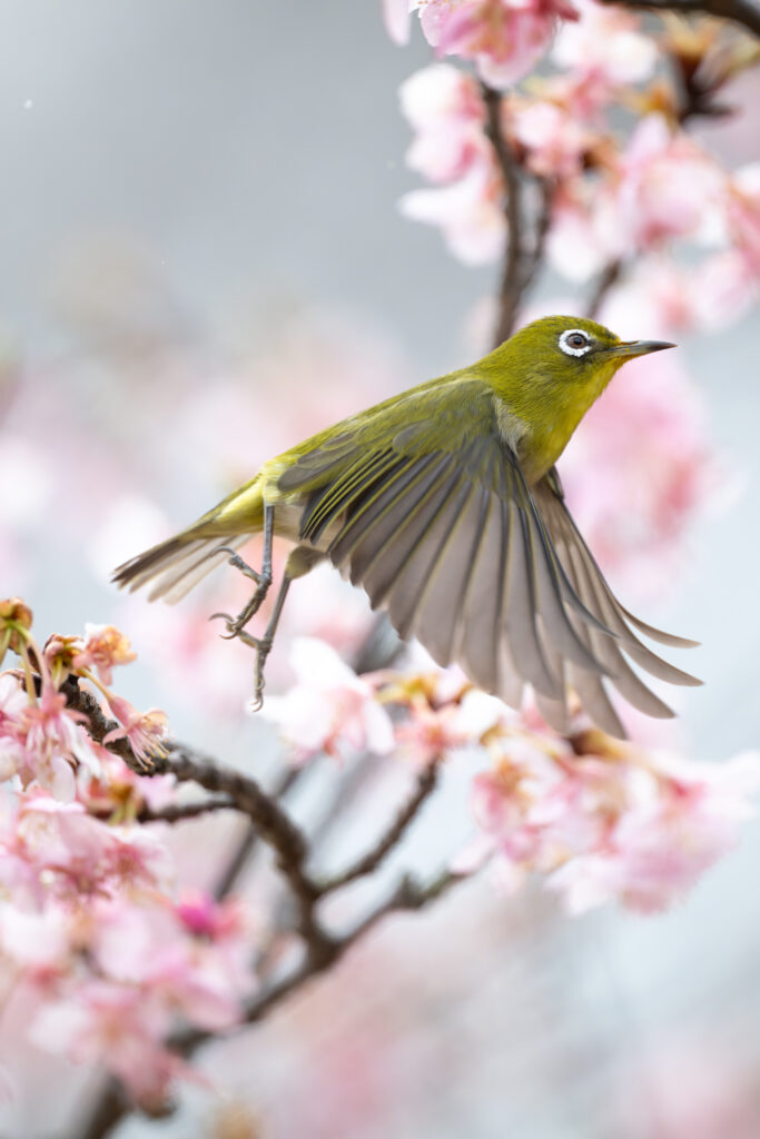 桜の木で羽ばたくメジロ