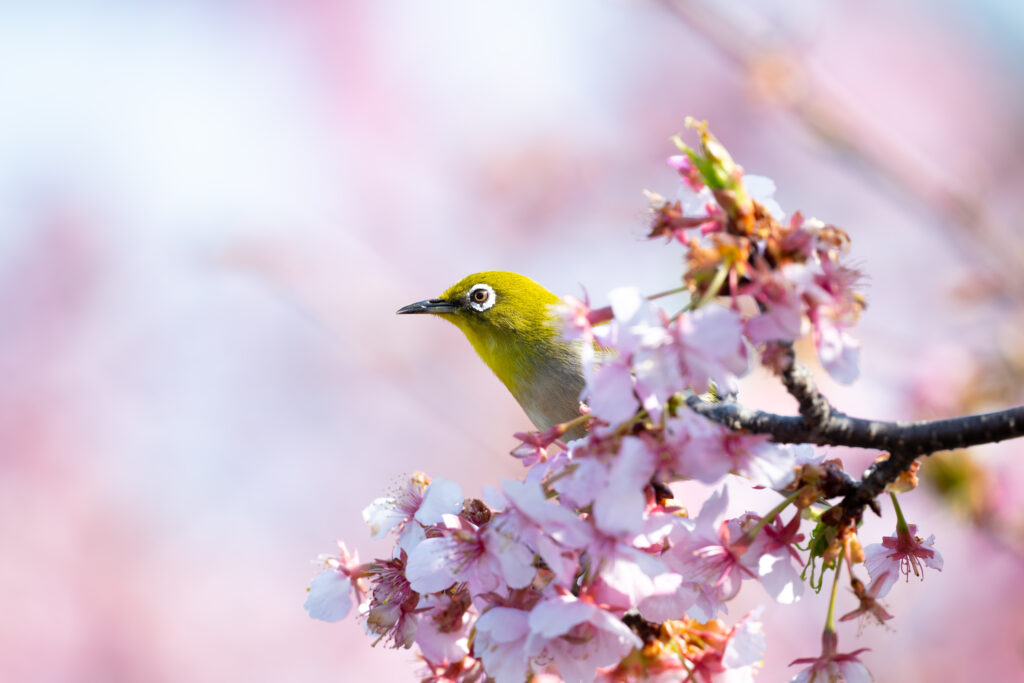 桜とメジロ