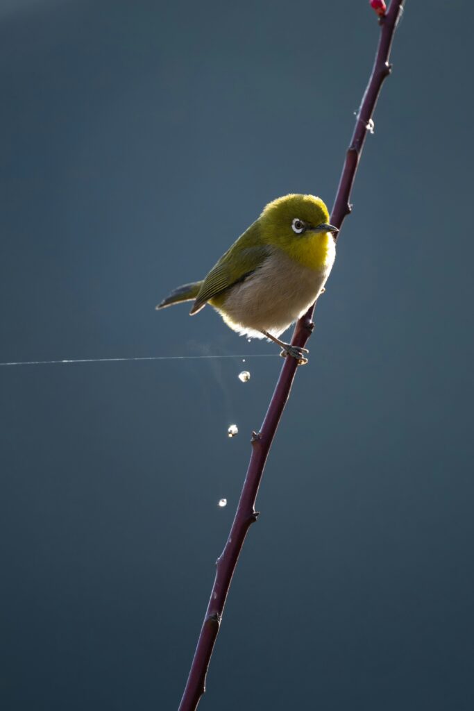 フンをするメジロ