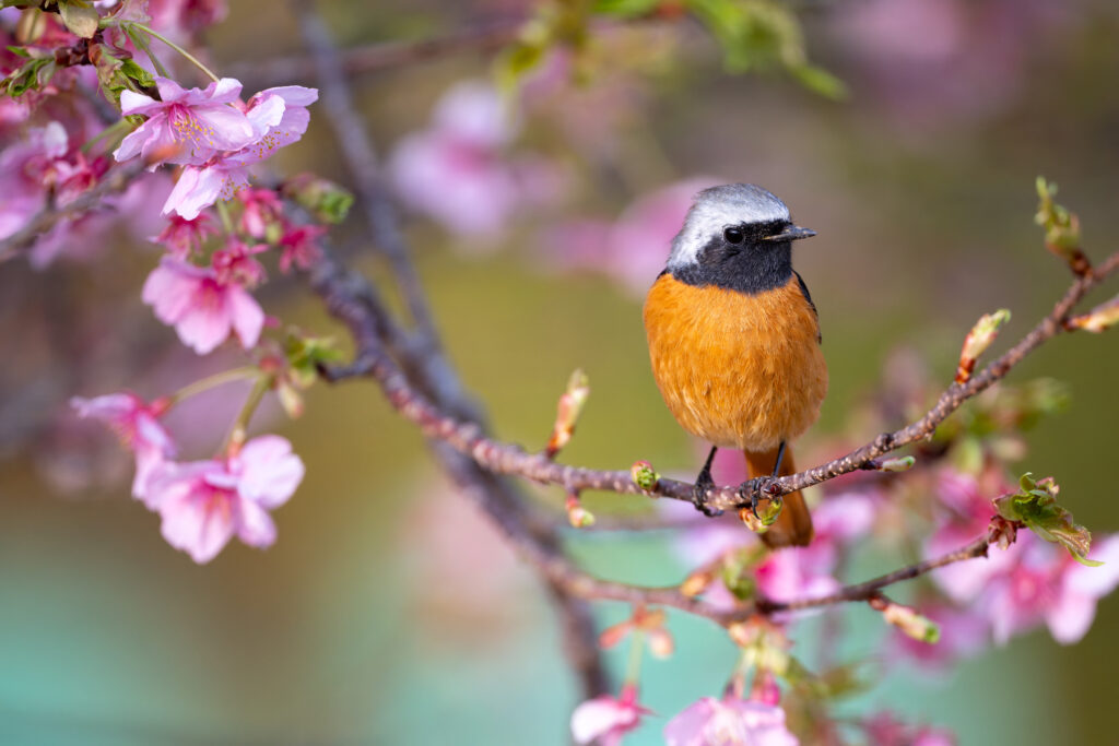 桜とジョウビタキ