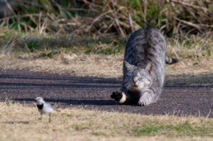 ねことハクセキレイ
