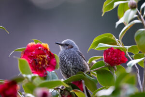 椿とヒヨドリ